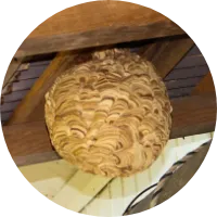 スズメバチの巣駆除