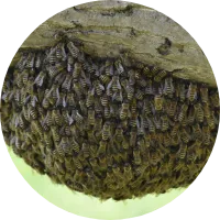 ミツバチの巣駆除